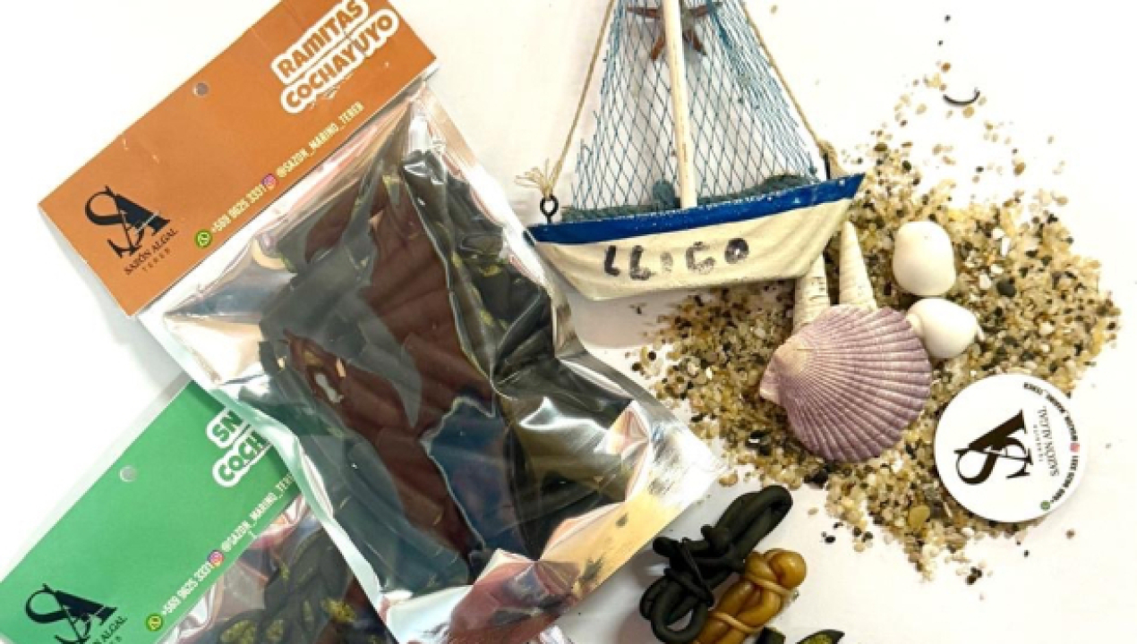 /emprendedoras-de-mujeres-innovan-la-pesca-se-capacitan-en-estrategias-de