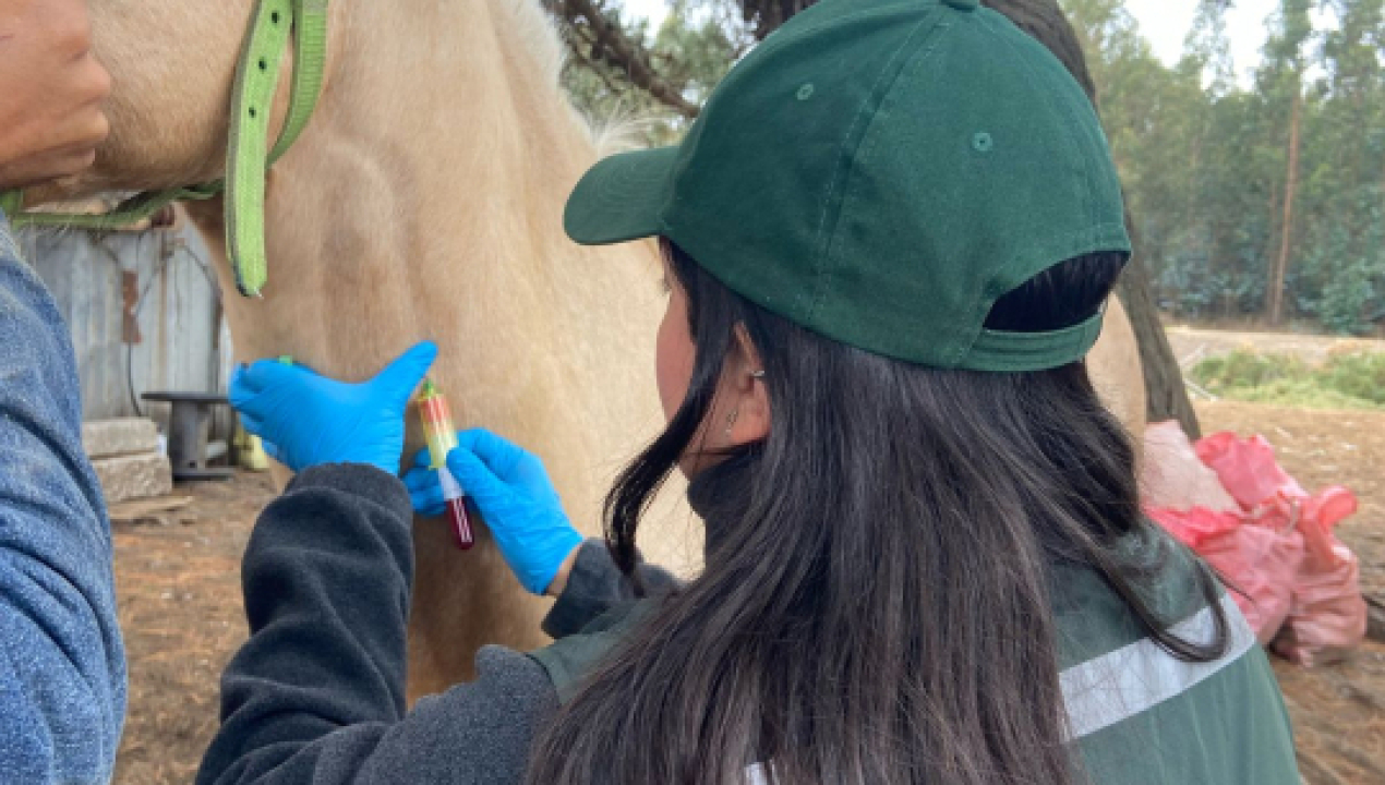 /sag-refuerza-llamado-a-prevenir-la-anemia-infecciosa-equina-en-fiestas