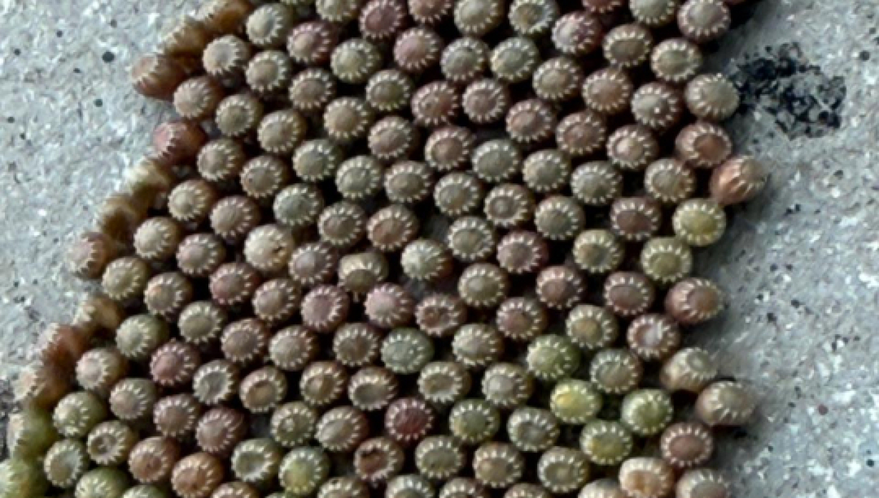 /thyrinteina-arnobia-sag-biobio-intercepta-masas-de-huevos-de-plaga