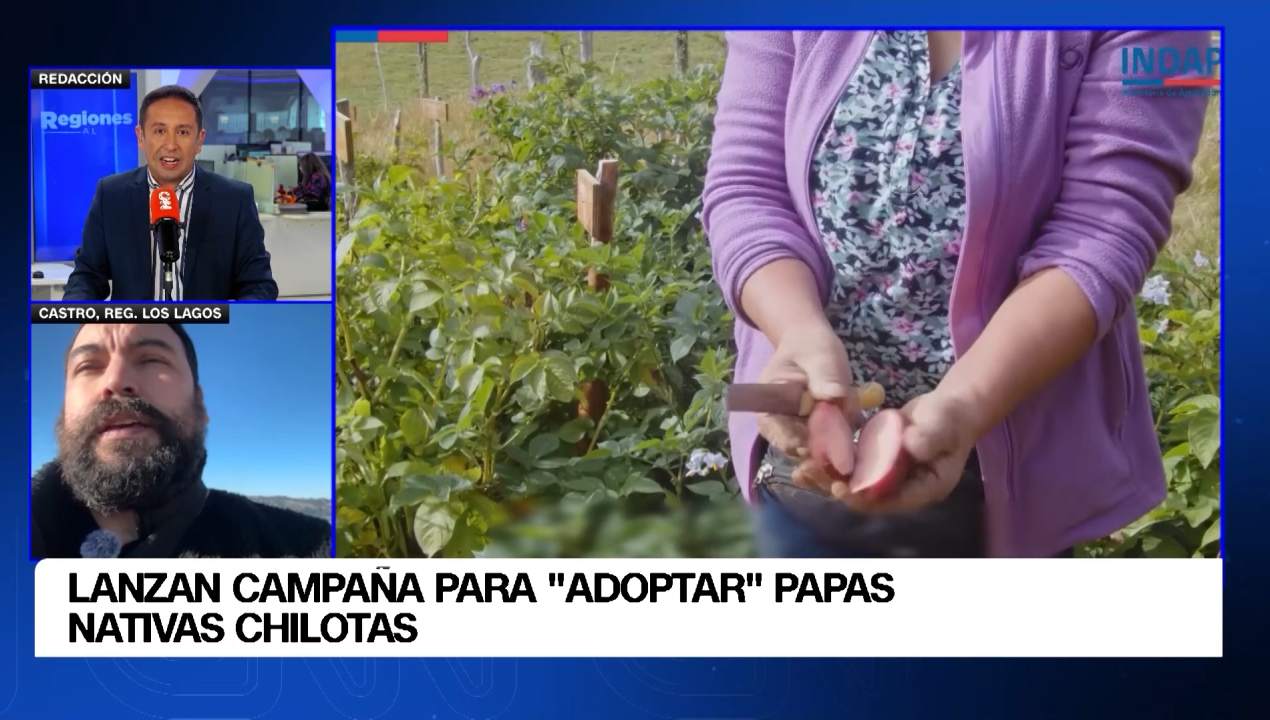 /regiones-al-aire/regiones-al-aire-desde-el-patrimonio-de-penco-a-la-conservacion-de-la-papa